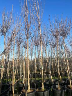 Клен Остролистный Роял Ред (Royal Red)