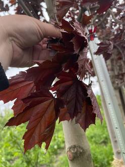 Клен Остролистный Роял Ред (Royal Red)