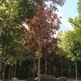 Клен Остролистный Роял Ред (Royal Red)