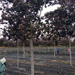 Клен Остролистный Роял Ред (Royal Red)