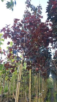 Клен Остролистный Роял Ред (Royal Red)