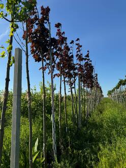 Клен Остролистный Роял Ред (Royal Red)