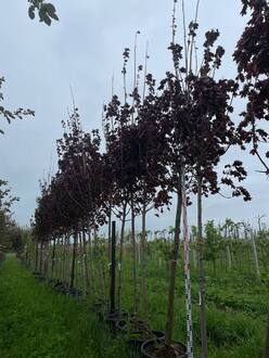 Клен Остролистный Роял Ред (Royal Red)