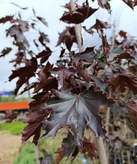 Клен Остролистный Роял Ред (Royal Red)