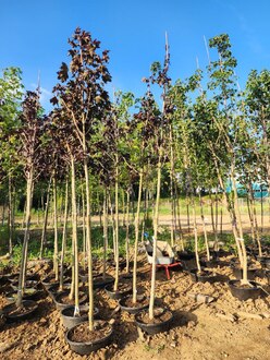 Клен Остролистный Роял Ред (Royal Red)