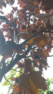 Клен Остролистный Роял Ред (Royal Red)