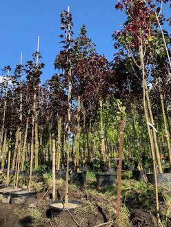 Клен Остролистный Роял Ред (Royal Red)