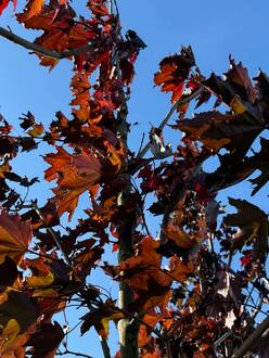 Клен Остролистный Роял Ред (Royal Red)