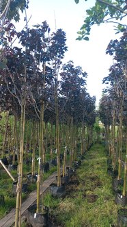 Клен Остролистный Роял Ред (Royal Red)