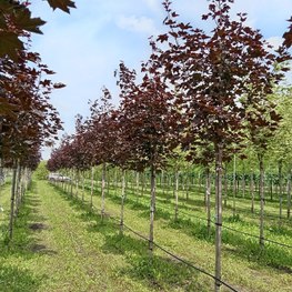 Клен Остролистный Роял Ред (Royal Red)