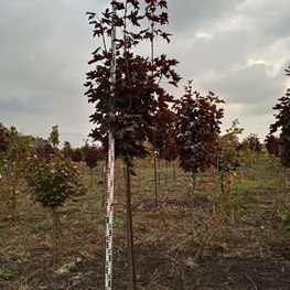 Клен Остролистный Роял Ред (Royal Red)