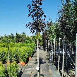 Клен Остролистный Роял Ред (Royal Red)