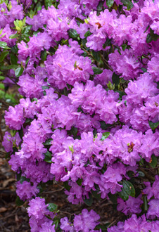 Рододендрон гибридный П.ДЖ.М. Элит (P.J.M. Elite)