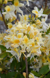 Рододендрон желтый