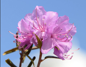 Рододендрон Ледебура