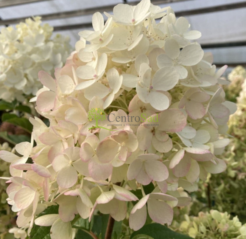 Гортензия метельчатая "Милк энд Хани" (Milk & Honey)