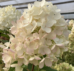 Гортензия метельчатая "Милк энд Хани" (Milk & Honey)