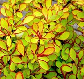 Барбарис Тунберга Диаболикум (Diabolicum)