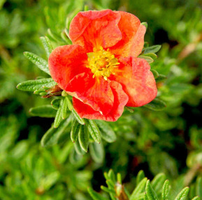 Лапчатка кустарниковая "Ред Айс" (Red Ice)