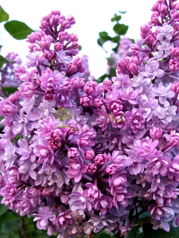 Сирень обыкновенная "Колхозница"