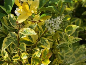 Бирючина овальнолистная Ауреум (Aureum)