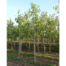 Клен сахаристый Ацер сахарум (Acer saccharum)