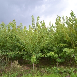 Клен Сахаристый (Acer saccharum)