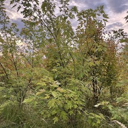 Клен сахаристый Ацер сахарум (Acer saccharum)