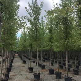 Клен сахаристый Ацер сахарум (Acer saccharum)