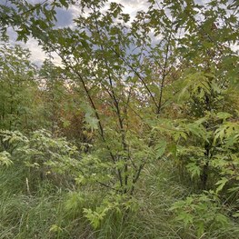 Клен сахаристый Ацер сахарум (Acer saccharum)