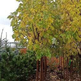 Клен сахаристый Ацер сахарум (Acer saccharum)