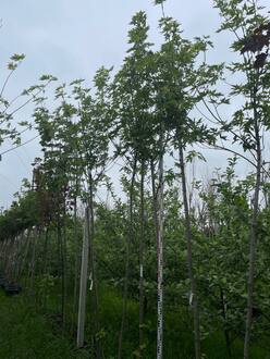 Клен сахаристый Ацер сахарум (Acer saccharum)