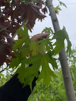 Клен сахаристый Ацер сахарум (Acer saccharum)