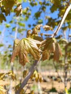 Клен сахаристый Ацер сахарум (Acer saccharum)