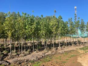 Клен сахаристый Ацер сахарум (Acer saccharum)