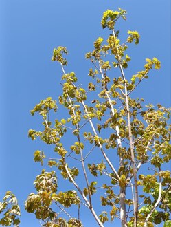 Клен сахаристый Ацер сахарум (Acer saccharum)