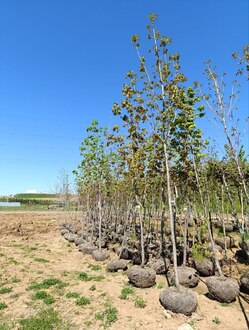 Клен сахаристый Ацер сахарум (Acer saccharum)