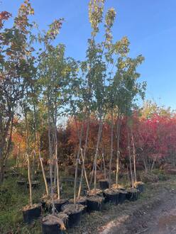 Клен сахаристый Ацер сахарум (Acer saccharum)