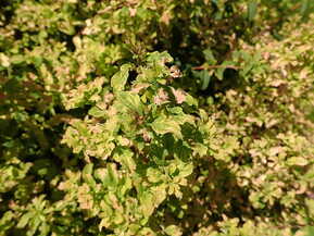 Спирея ниппонская "Герлвес Рейнбоу" (Gerlves Rainbow)