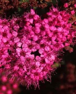 Спирея японская "Сафо" (Sapho)