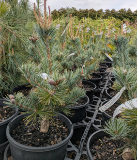 Сосна мелкоцветковая Глаука