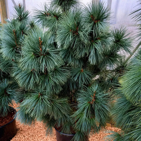 Сосна мягкая