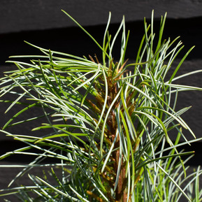 Сосна корейская Сильвер Лайнинг (Pinus koraiensis Silver Lining)