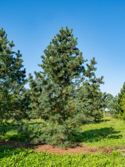 Сосна мягкая Вандервульф