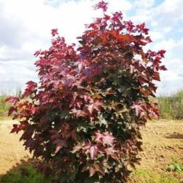 Клен Остролистный Файервью (Fairview)