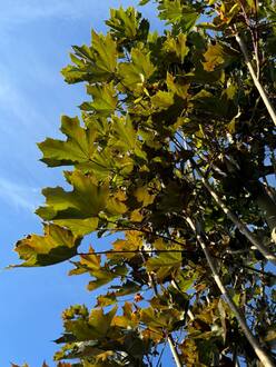 Клен Остролистный Файервью (Fairview)