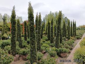 Туя западная Смарагд ф.карандаш