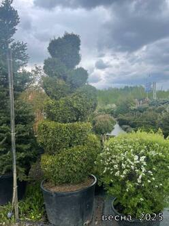 Туя западная Смарагд Витбонт