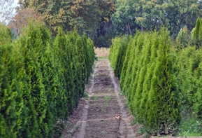 Туя западная Хебнер