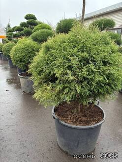 Туя западная Эрикоидес (Thuja occidentalis 'Ericoides') ф. мультиштамб